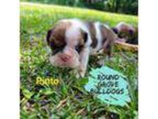 Bulldog Puppy for sale in Griffin, GA, USA