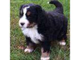 Bernese Mountain Dog Puppy for sale in Girard, IL, USA