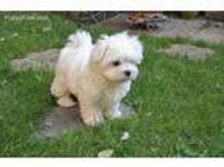 Maltese Puppy for sale in Victorville, CA, USA