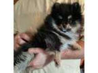 Pomeranian Puppy for sale in Berkeley Springs, WV, USA