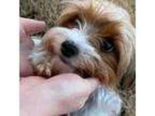 Biewer Terrier Puppy for sale in Madison, AL, USA