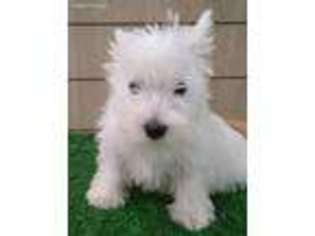 West Highland White Terrier Puppy for sale in Bristow, VA, USA