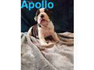 Bulldog Puppy for sale in Copperopolis, CA, USA