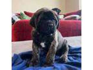 Mastiff Puppy for sale in New Park, PA, USA