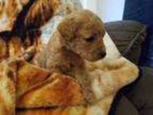 Goldendoodle Puppy for sale in Margarettsville, NC, USA