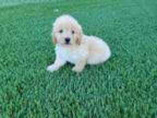 Goldendoodle Puppy for sale in Mastic Beach, NY, USA