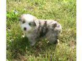 Miniature Australian Shepherd Puppy for sale in Pine Knot, KY, USA