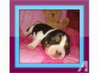 Basset Hound Puppy for sale in Hesperia, CA, USA