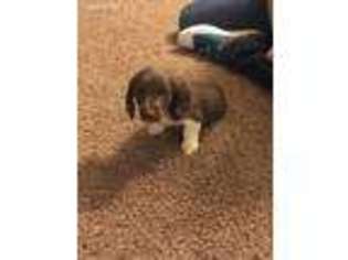 Dachshund Puppy for sale in Cedaredge, CO, USA