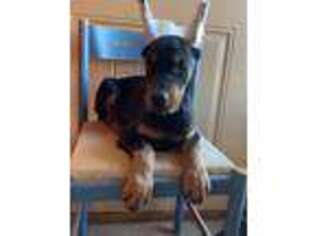 Doberman Pinscher Puppy for sale in Reeds Spring, MO, USA