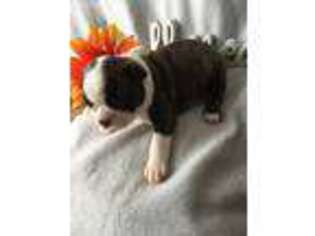 Boston Terrier Puppy for sale in Stephenville, TX, USA