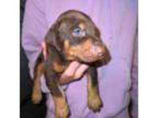 Doberman Pinscher Puppy for sale in Rock Hill, SC, USA