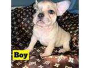 French Bulldog Puppy for sale in Casa Grande, AZ, USA