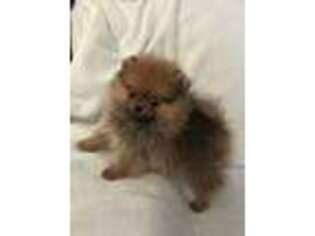 Pomeranian Puppy for sale in Brunswick, GA, USA