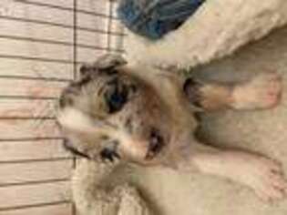 Australian Shepherd Puppy for sale in Princeton, TX, USA