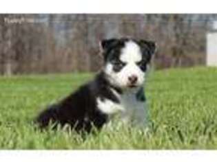 Siberian Husky Puppy for sale in Pierce City, MO, USA