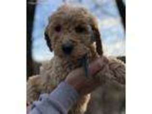 Goldendoodle Puppy for sale in Zanesville, OH, USA