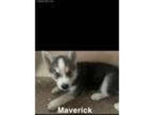 Siberian Husky Puppy for sale in Marion, OH, USA