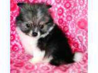 Pomeranian Puppy for sale in Boone, CO, USA