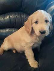 Goldendoodle Puppy for sale in Winter Park, FL, USA