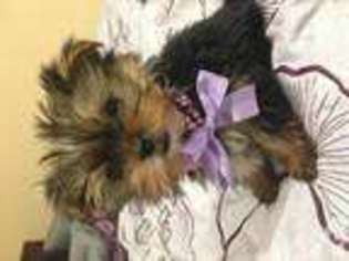 Yorkshire Terrier Puppy for sale in SAN JOSE, CA, USA