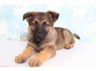German Shepherd Dog Puppy for sale in Naples, FL, USA