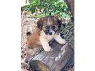 Cavapoo Puppy for sale in Murfreesboro, TN, USA