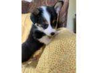 Pembroke Welsh Corgi Puppy for sale in Clinton, TN, USA