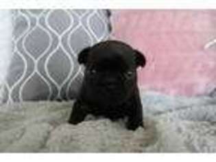 French Bulldog Puppy for sale in Valrico, FL, USA