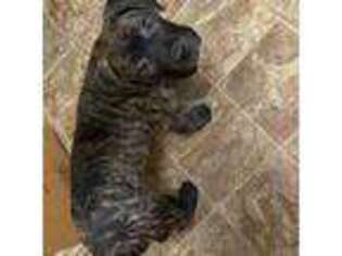 Cane Corso Puppy for sale in Knoxville, IL, USA