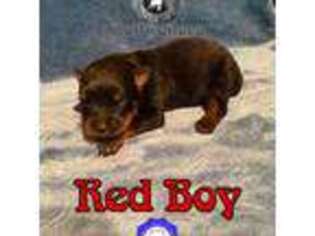 Rottweiler Puppy for sale in Irvine, KY, USA