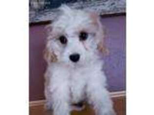 Cavachon Puppy for sale in Madison, WI, USA
