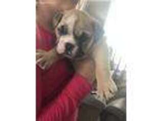 Bulldog Puppy for sale in Denton, KS, USA