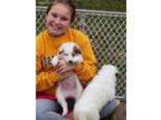 Collie Puppy for sale in Ozark, IL, USA