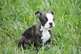 Boston Terrier Puppy for sale in Ocoee, FL, USA