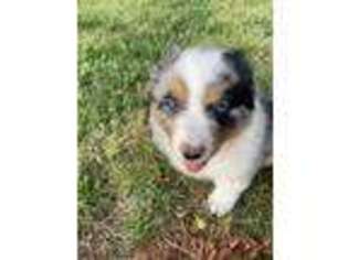 Australian Shepherd Puppy for sale in Corbin, KY, USA