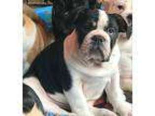 Bulldog Puppy for sale in Capac, MI, USA