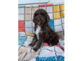 Mutt Puppy for sale in Linn, MO, USA