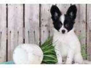 Papillon Puppy for sale in Howard, OH, USA