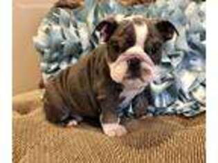 Bulldog Puppy for sale in Lakeville, MN, USA