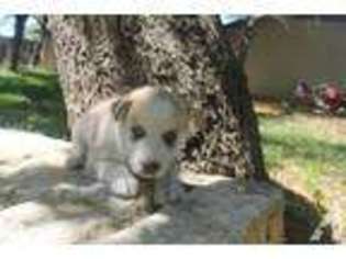 Siberian Husky Puppy for sale in CEDAR PARK, TX, USA