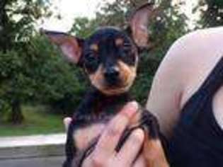 Miniature Pinscher Puppy for sale in Elkland, MO, USA