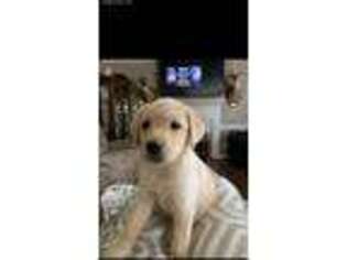 Labrador Retriever Puppy for sale in Zebulon, NC, USA