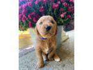 Labradoodle Puppy for sale in Charlotte, TN, USA