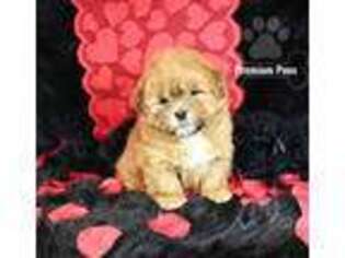 Shih-Poo Puppy for sale in Kansas City, KS, USA