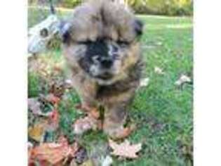 Chow Chow Puppy for sale in Conneaut, OH, USA