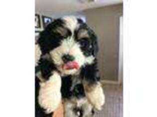 Havanese Puppy for sale in Melbourne, FL, USA