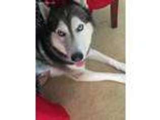 Siberian Husky Puppy for sale in Land O Lakes, FL, USA