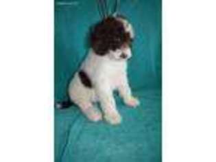 Mutt Puppy for sale in Waller, TX, USA
