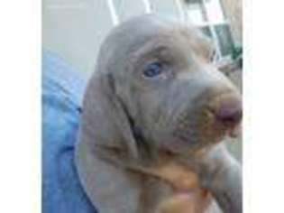 Weimaraner Puppy for sale in Boyd, TX, USA